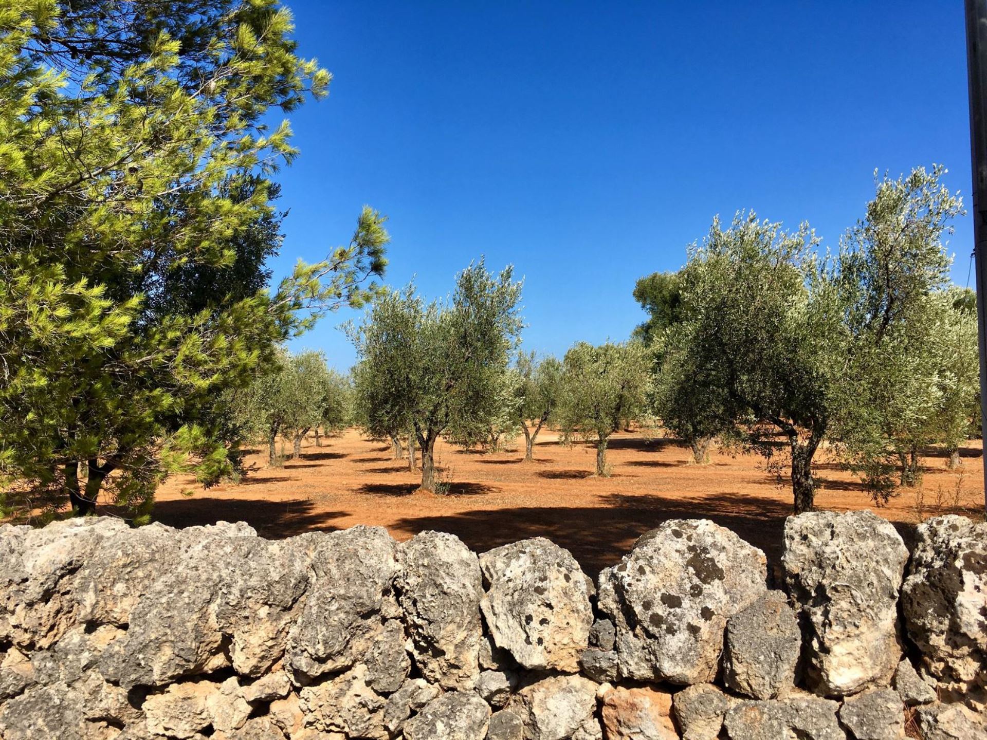 Uliveto tipico della Puglia, con muretti a secco e cielo limpido, perfetto per una vacanza in Puglia all'insegna della natura.